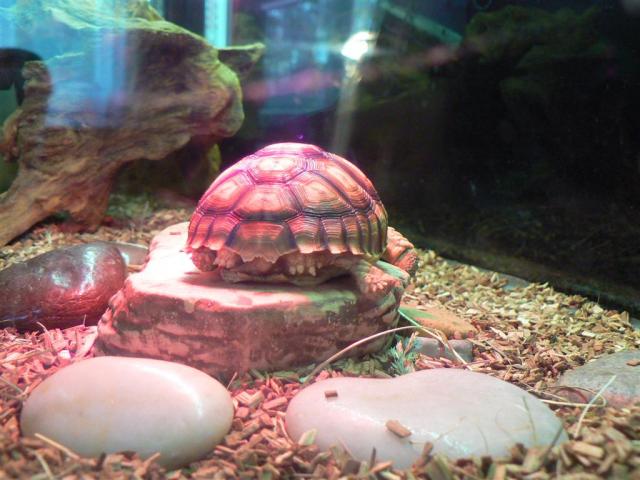 Geochelone