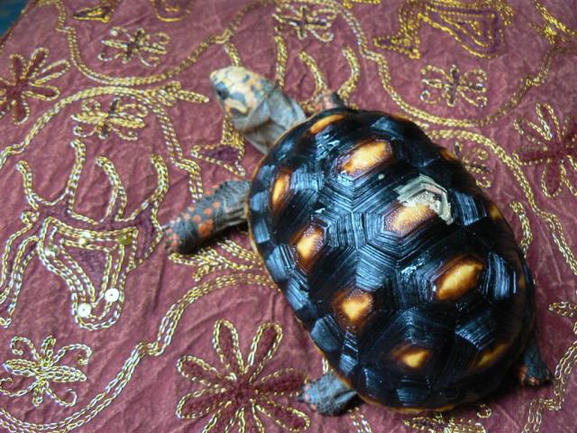 Geochelones