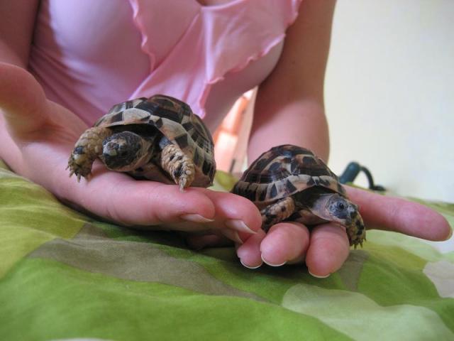 Mažiuliai šią vasarą:)