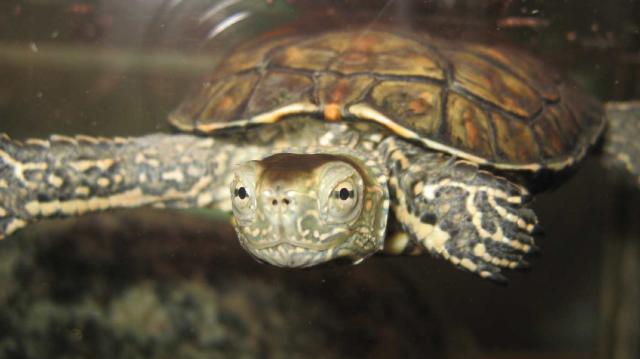 Mauremys caspica