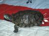 p5084980_t1.jpg
