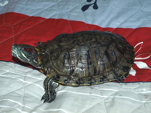 Gražuolė Džima