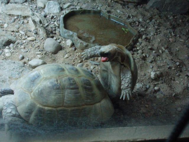 Pavasaris