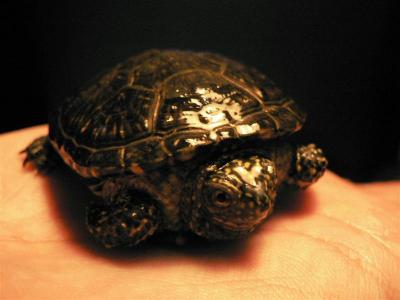 Lietuvaitis