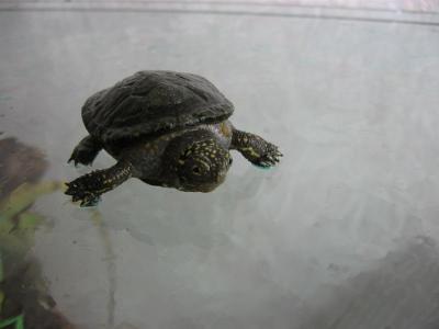 Emys obicularis 05