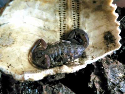 Tityus falconensis