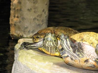 London aquarium vėžliai 01