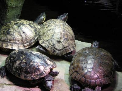 London aquarium vėžliai 02