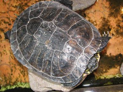 Pseudemys scripta elegans 4