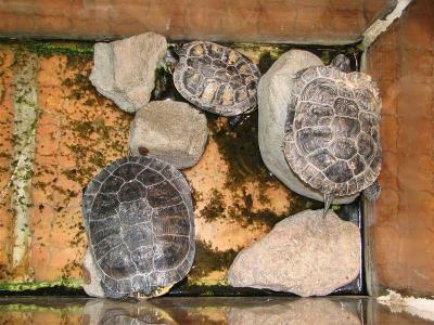 Pseudemys scripta elegans 5