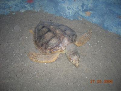 juru muziejus foto 1