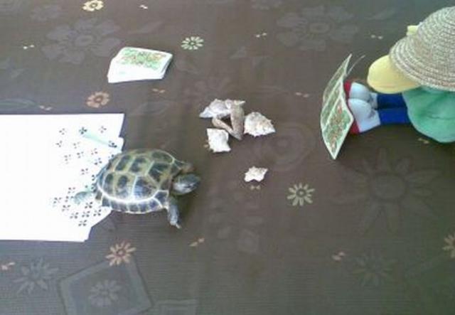 Pokeris