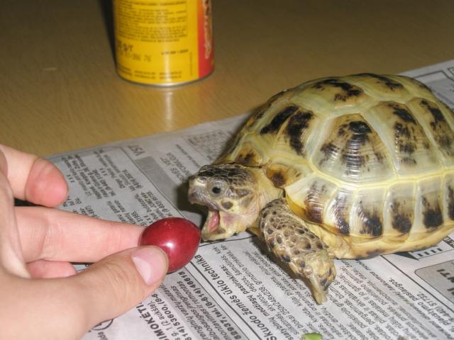 Sausumos vėžlys