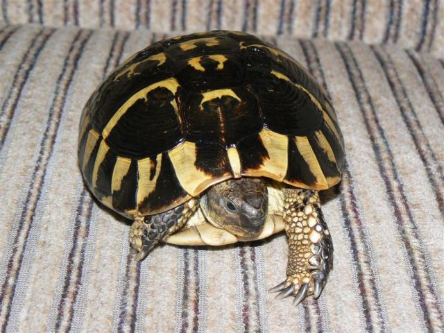 Testudo