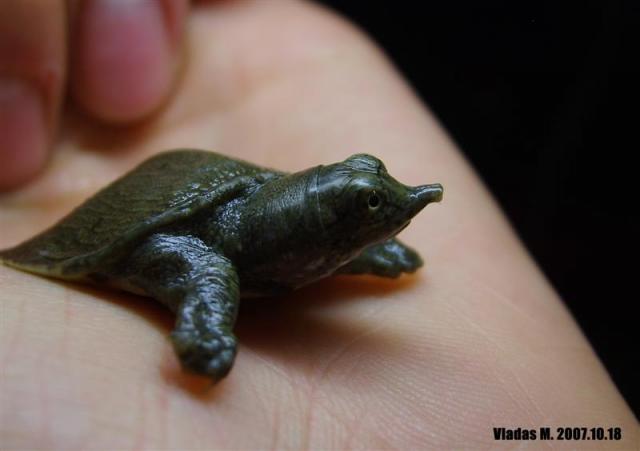 Trionyx sinensis