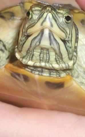 Trachemis scripta scripta 