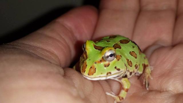 Ceratophrys cranwelli