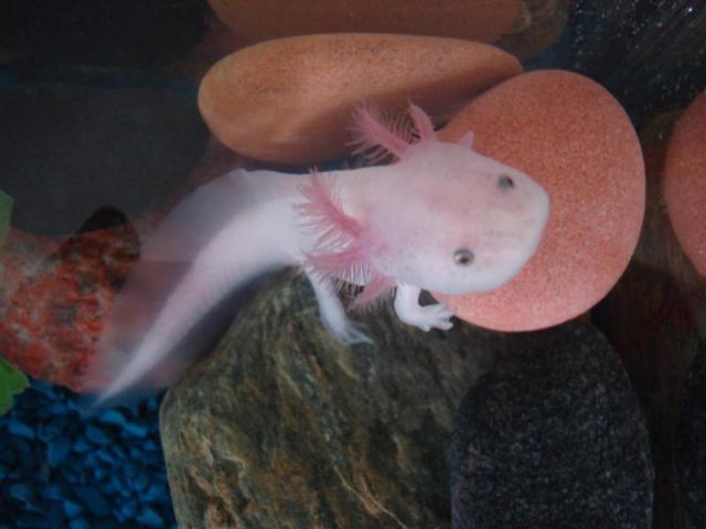 Ambystoma mexicanum