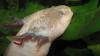 ambistoma_t1.jpg