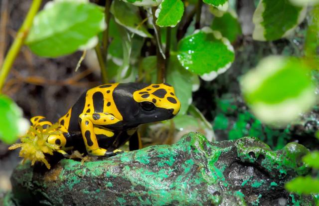 Šventoji medlaipė (Dendrobates leucomelas) 