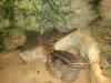 bufo_t1_1.jpg