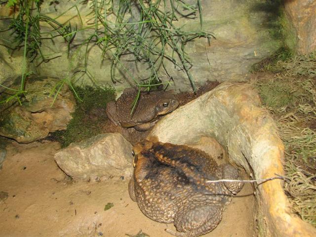 Bufo marinus