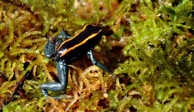Phyllobates vittatus