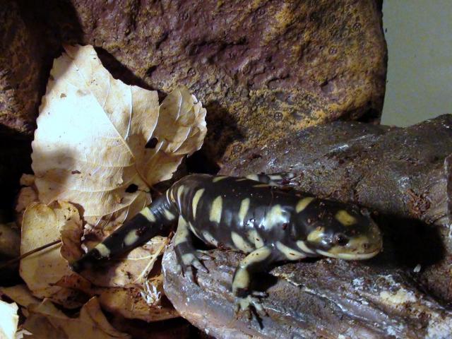 Ambystoma tigrinum