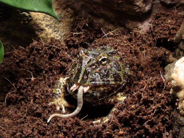Ceratophrys ornata uzkandziauja
