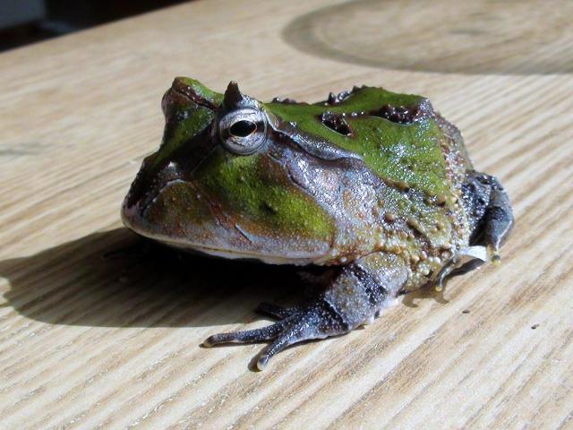 Ceratophrys Cornuta