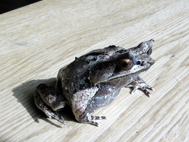 Megophrys nasuta