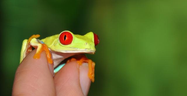 Agalychnis callidryas