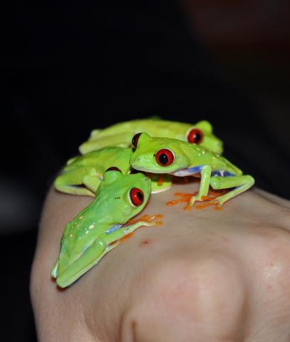 Agalychnis callidryas