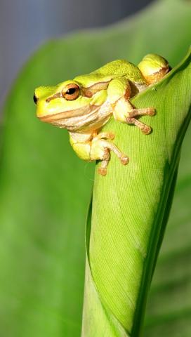Hyla arborea