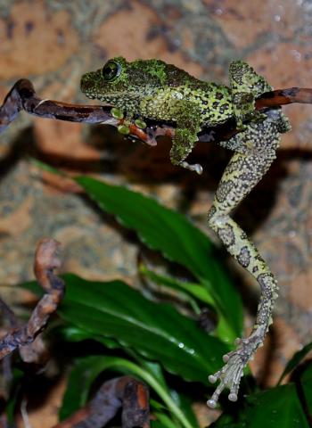 Theloderma corticale