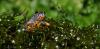 dsc_0739_t1.jpg