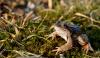 dsc_1038_t1.jpg