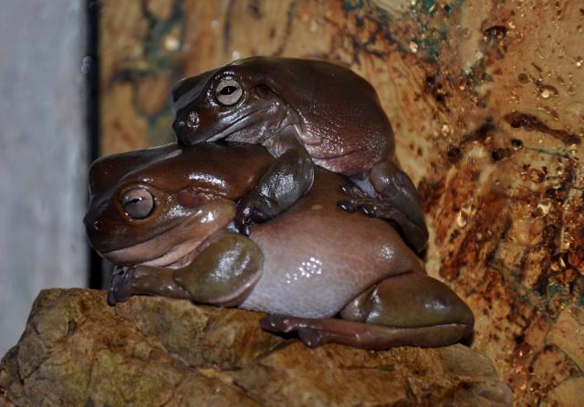 Litoria cerulea