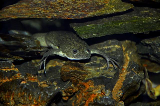 Xenopus laevis