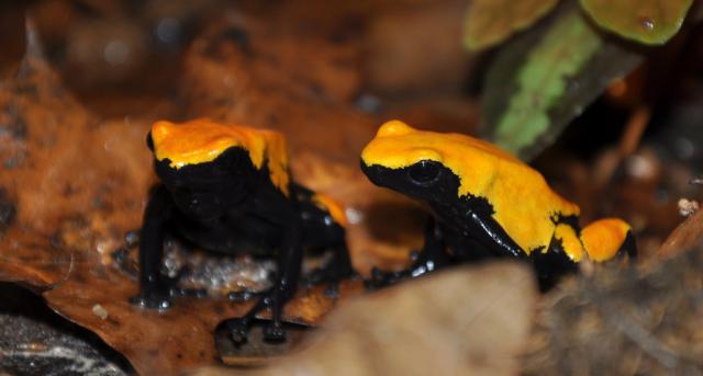 Dendrobates galactonotus
