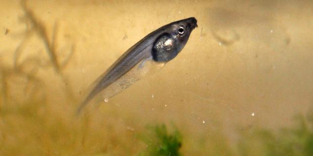 Phyllomedusa sauvagii