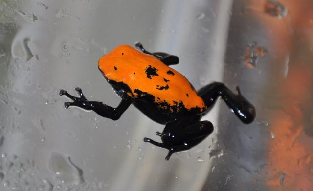 Dendrobates galactonotus