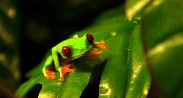 Raudonakė medvarlė (Agalychnis callidryas)