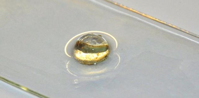 Neurergus kaiseri egg