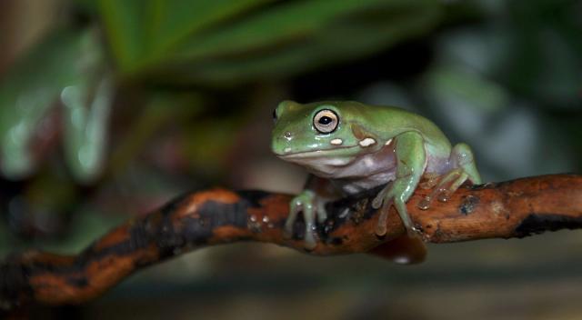 Litoria ceruleja jauniklis