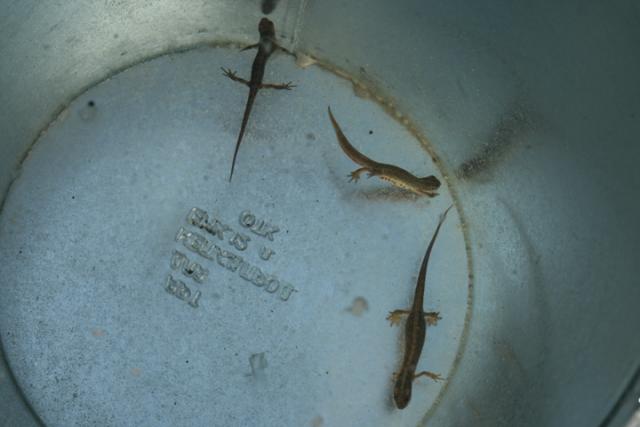 Triturus vulgaris