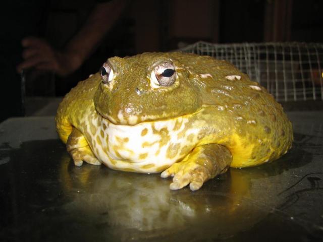 Pyxicephalus adspersus