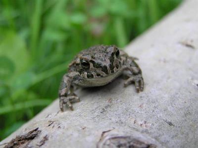 Zalioji rupuze (Bufo viridis)