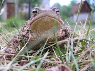 Paprastoji rupuze (Bufo bufoi)
