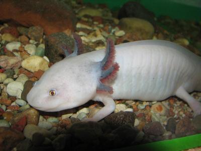 Ambystoma mexicanum albino 1